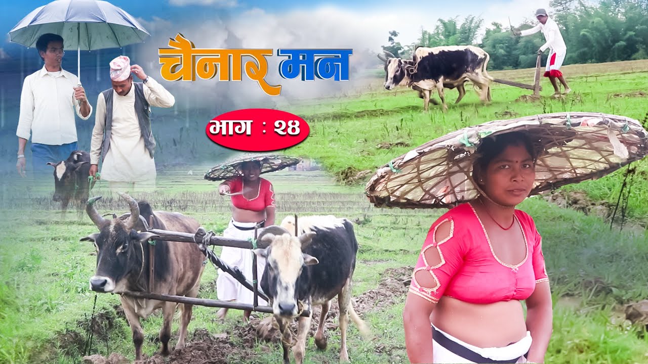 Chainar Man चैनार मन  || Episode -24 || वर्षा बिशेष || June -25-2021 || Tharu Comedy  Serial
