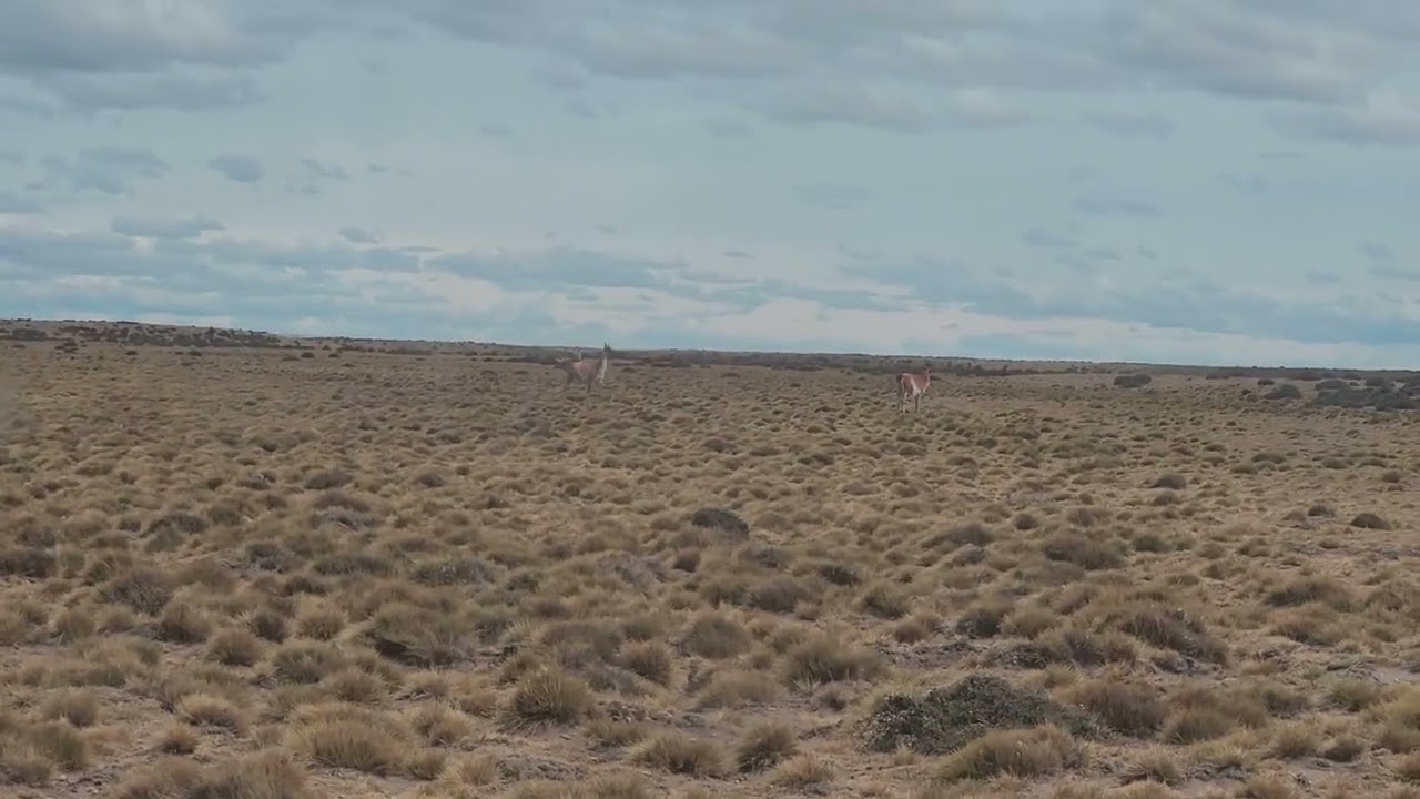 Caza de Guanacos en Patagonia Sur #naturaleza #argentina #shorts #guanaco #hunting #short #25demayo