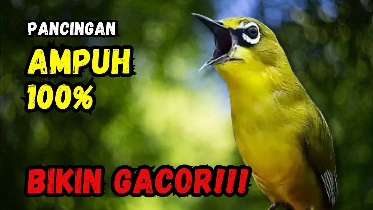Hitungan Detik Pleci Jenis Papun Ikut Bunyi, Pancingan Ampuh Bikin Pleci Gacor