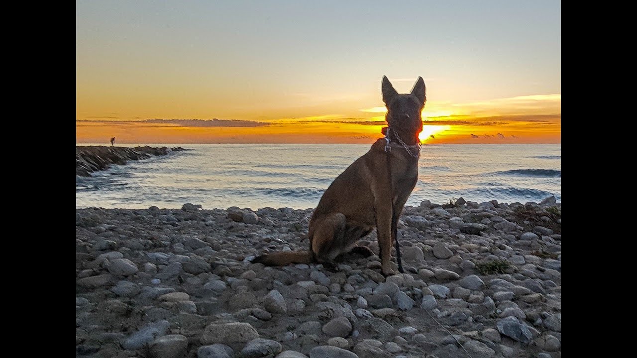Walk on  Platja del Postiguet on NewYearsday 2026 with the Malinois!