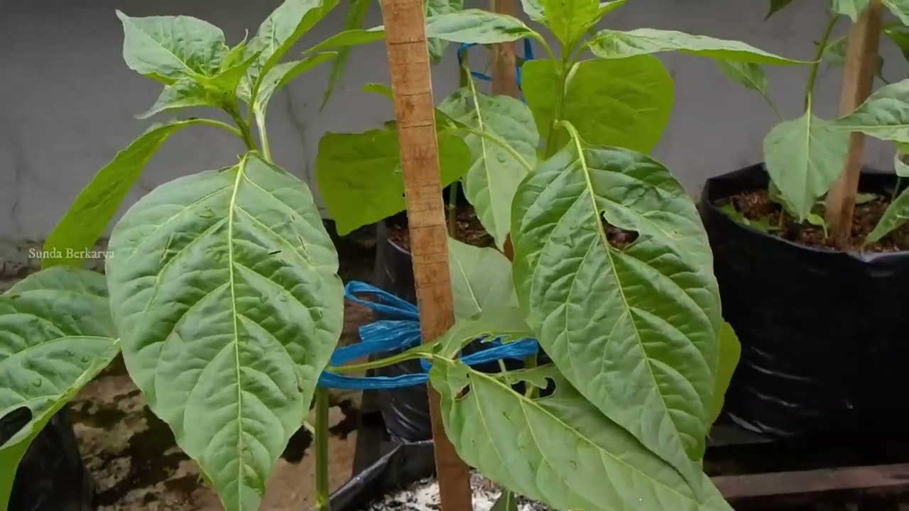 cabe rawit dari semai sampai panen di polybag