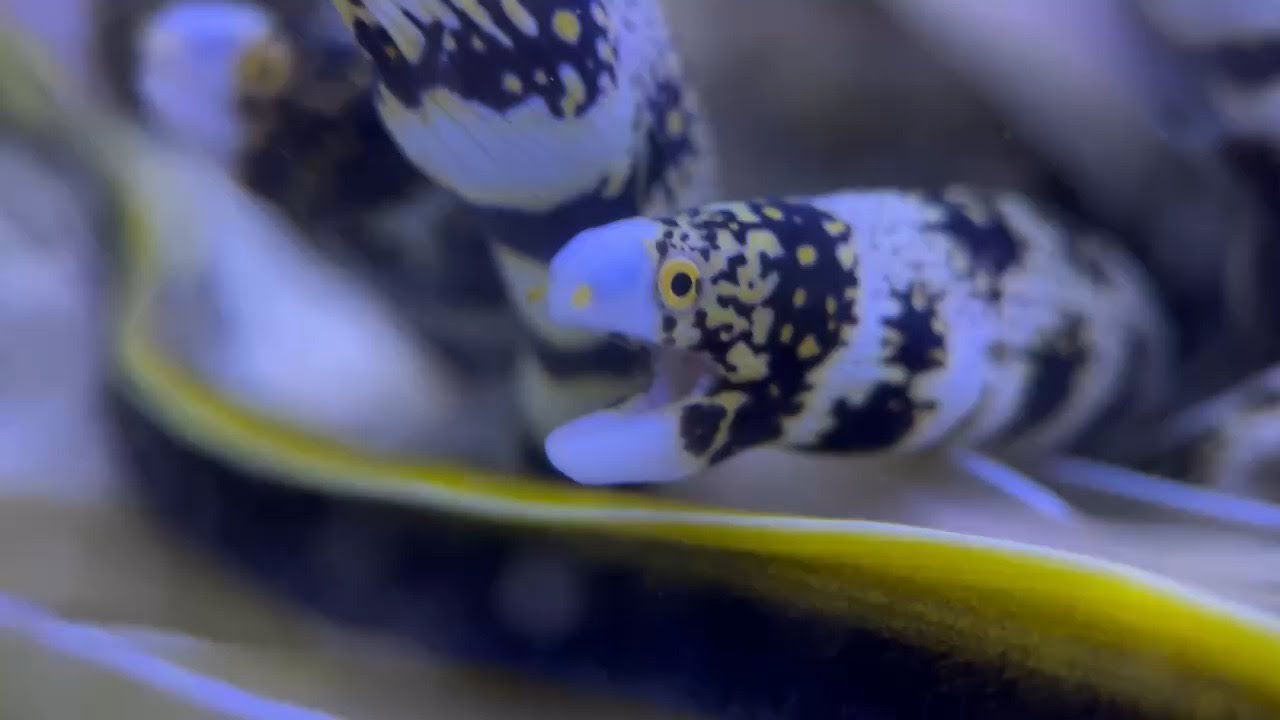 Snowflake Eel
