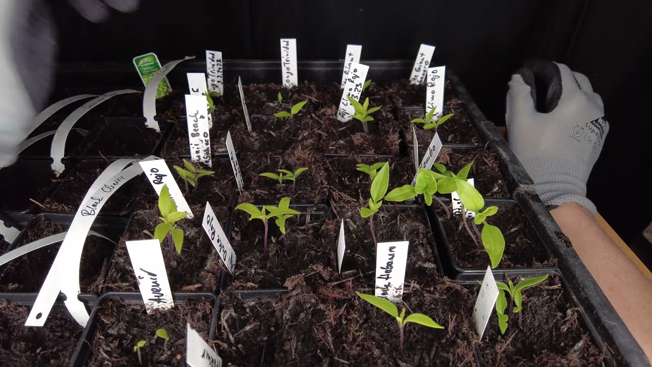 Warum Chili-Jungpflanzen zu lang wachsen - Gartenschlau Chili Update