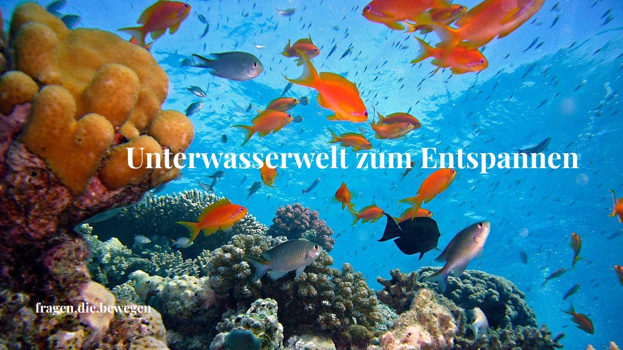 Unterwasserwelt zum Entspannen