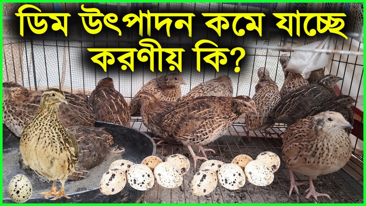 কোয়েল পাখির ডিম উৎপাদন কমে যাচ্ছে কেনো? | Quail Farming | Koyel pakhi palon | Koel Pakhi Palon