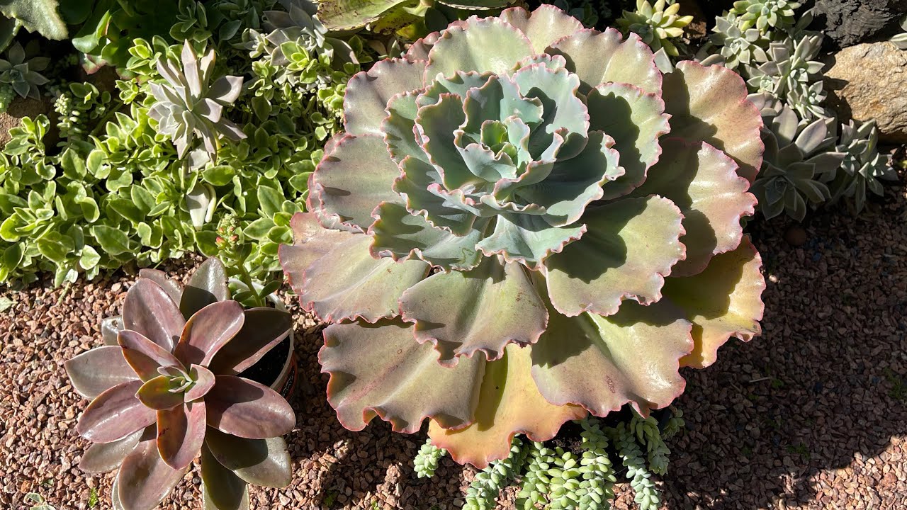 17 SUCULENTAS GIGANTES de fácil cultivo + Identificação