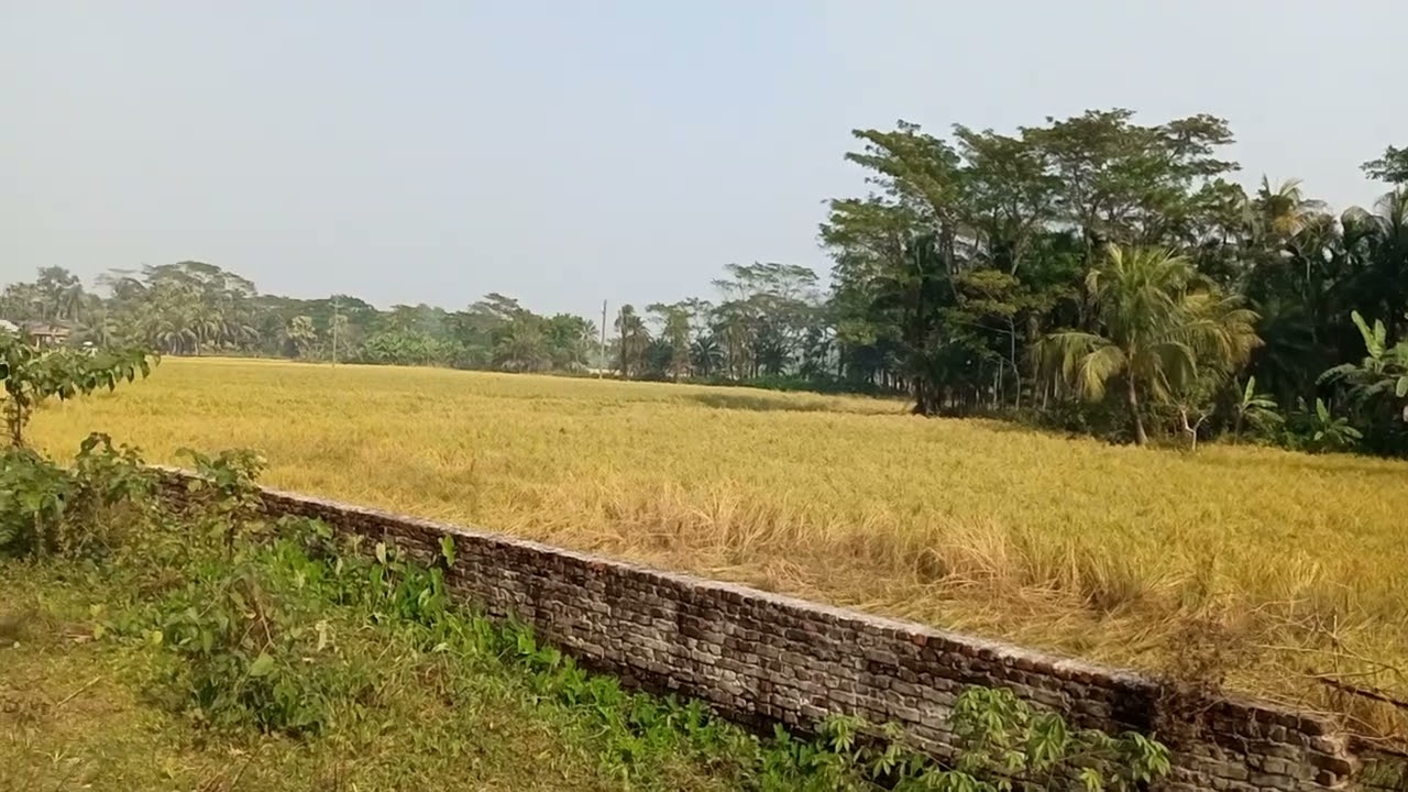 পৌষ মাসের গ্রামের ফসলের মাঠ।