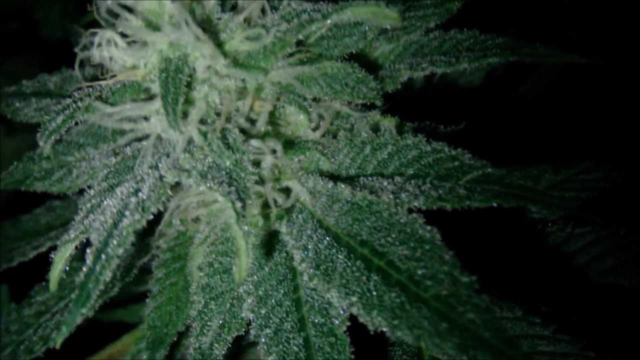 Hydro Day 35 HD