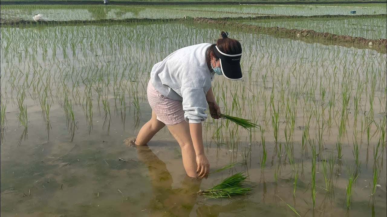 Lại nhớ món ăn của bố nấu (ếch om măng)