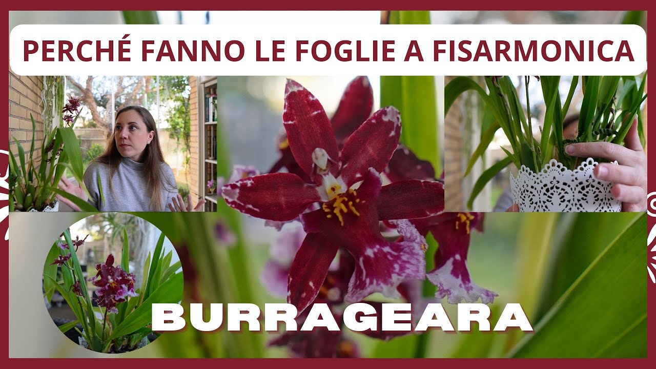 Burrageara, Cambria Vuylstekeara le foglie a fisarmonica, come le coltivo, nuova fioritura casalinga