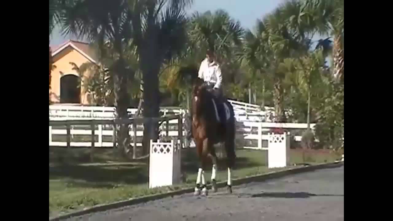 How to Half Halt Your Dressage Horse