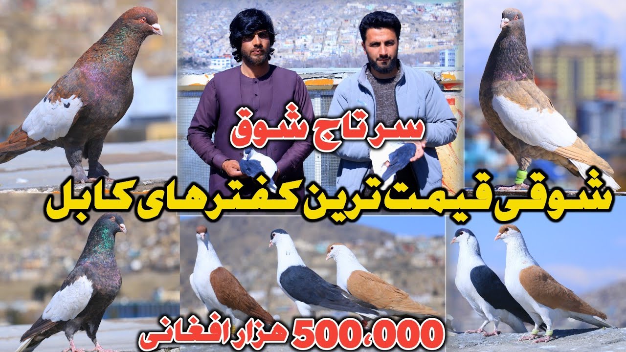 سرتاج شوق|خریداری چپ#دوچپ500،000هزارافغانی|مشکی باز نامدار کابل|کفترهای انجینر پرویز سروری|141 شکار