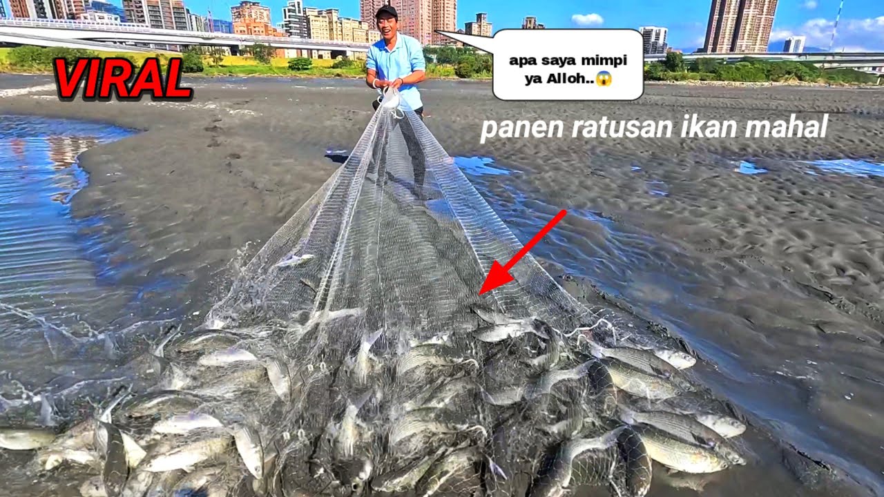 Viral..‼️ panen ratusan ikan mahal..😱 menjala ikan di muara tepat saat ikan mahal berkumpul..