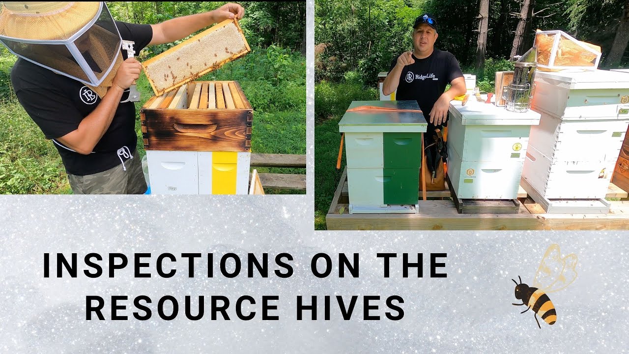 #beekeeping Resource Hive/Double NUC Inspections