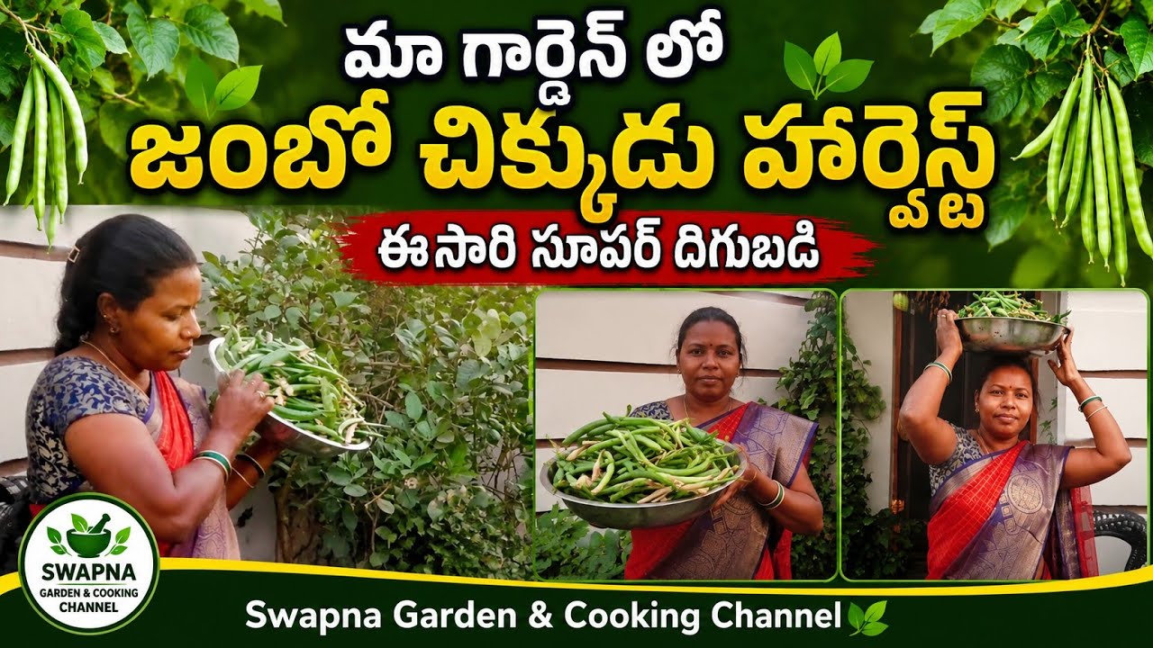 మా గార్డెన్ లో జంబో చిక్కుడు హార్వెస్ట్ 🌿 | ఈసారి సూపర్ దిగుబడి!😋🌿👌🫛🫛🫛