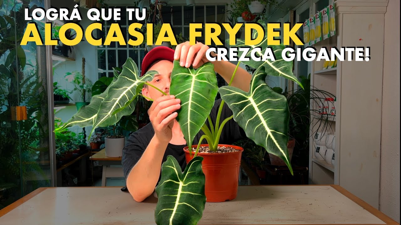 💣 Todos los secretos para tener una Alocasia Frydek GIGANTE! 🌱