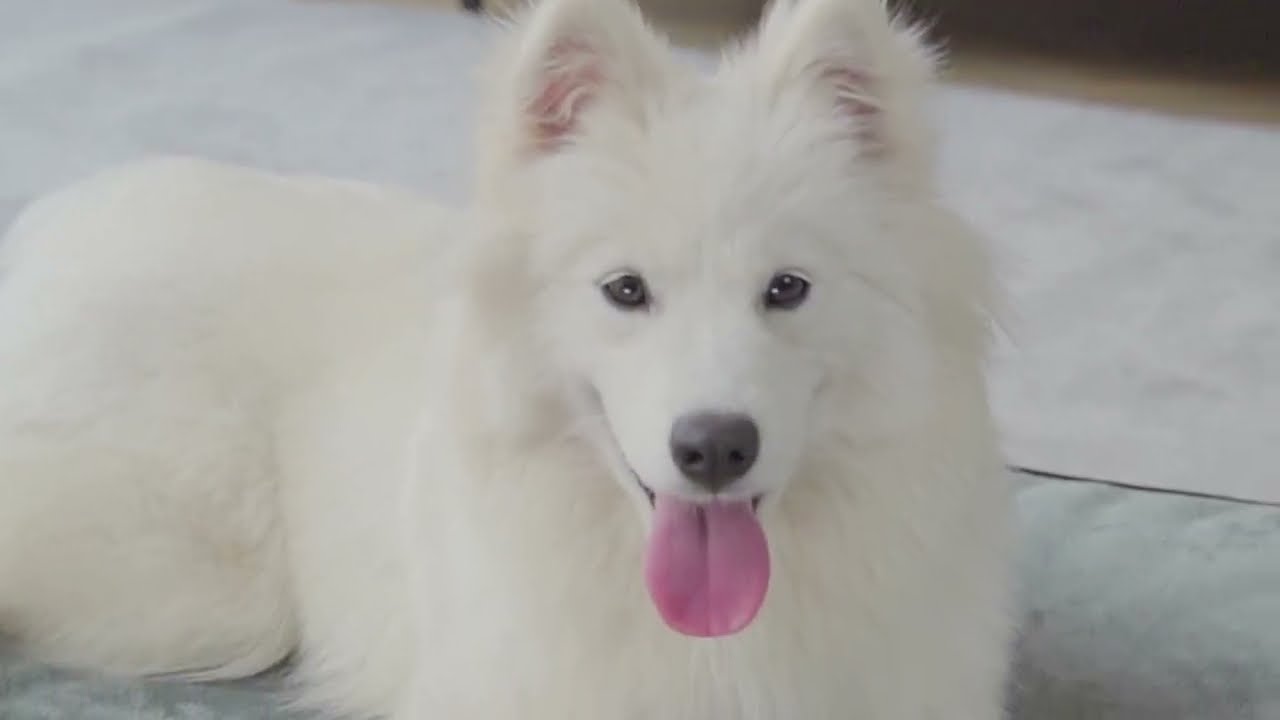 EHEYCIGA Dog Bed for Large Dogs | Better Sleep & Rest | Elevated Design Budget-Friendly Dog Bed