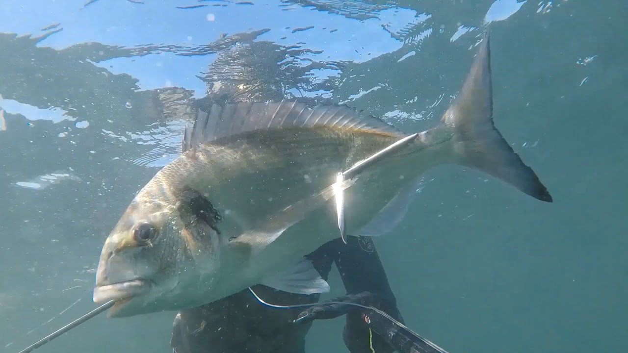 PESCA SUB CASCAIS ALGUNS LANCES DE 2020 DOURADAS / ROBALOS /  SARGOS / PORTUGAL
