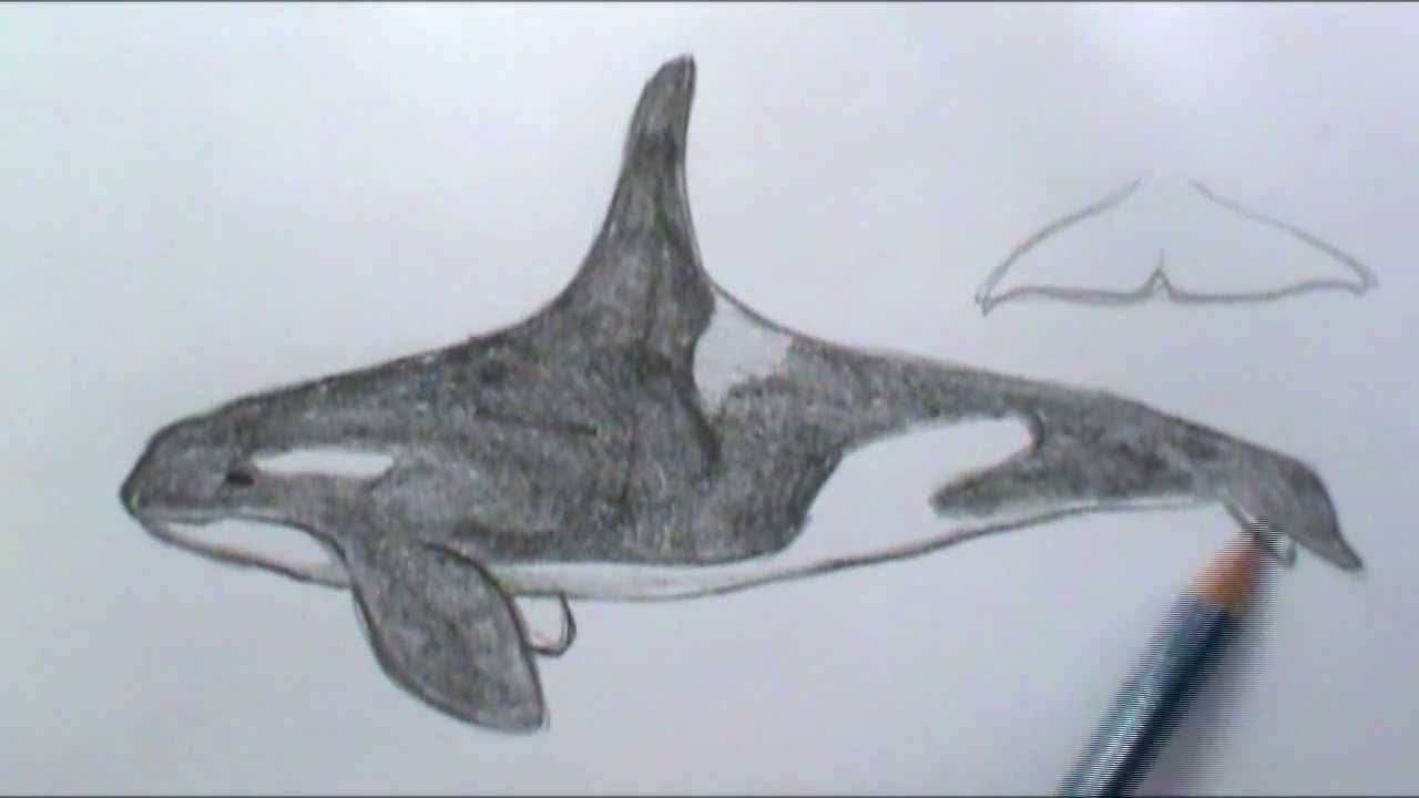 How to draw a basic Orca whale
