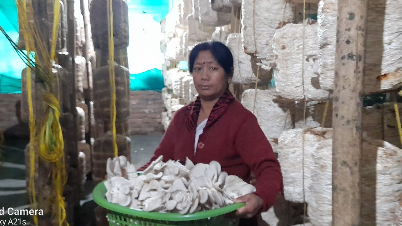 How to mushroom harvest //  Mushroom packaging//#mushroomvlogs #oyster