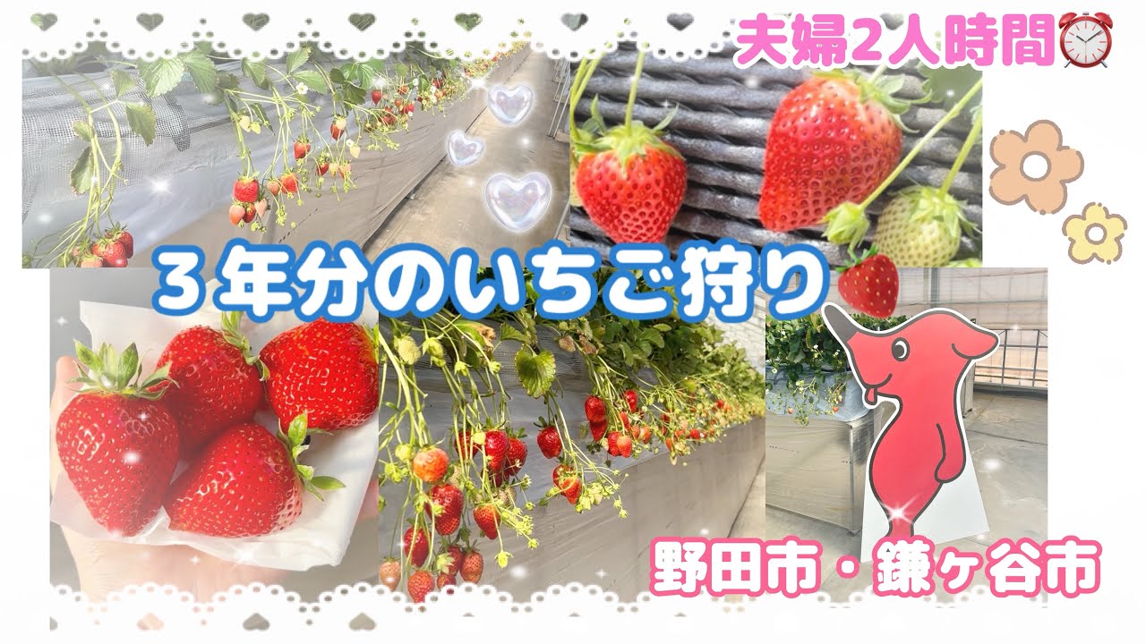【3年連続いちご狩り🍓】夫婦2人時間⏰今年も行けてよかった🥰千葉県野田＆鎌ヶ谷市