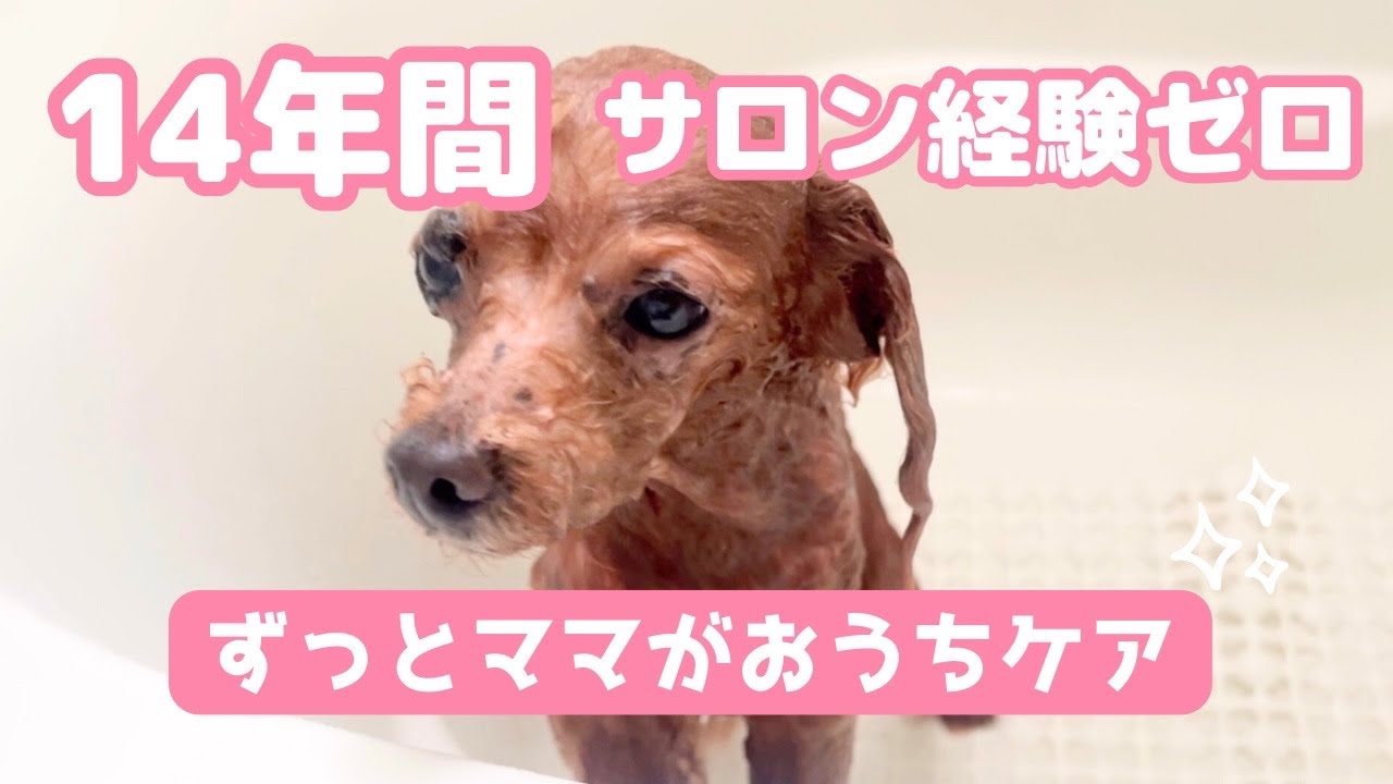 【14歳シニア犬】生まれてから一度もサロン経験なし🐶14年間ずっとママカット＆おうちケア✂️🛁