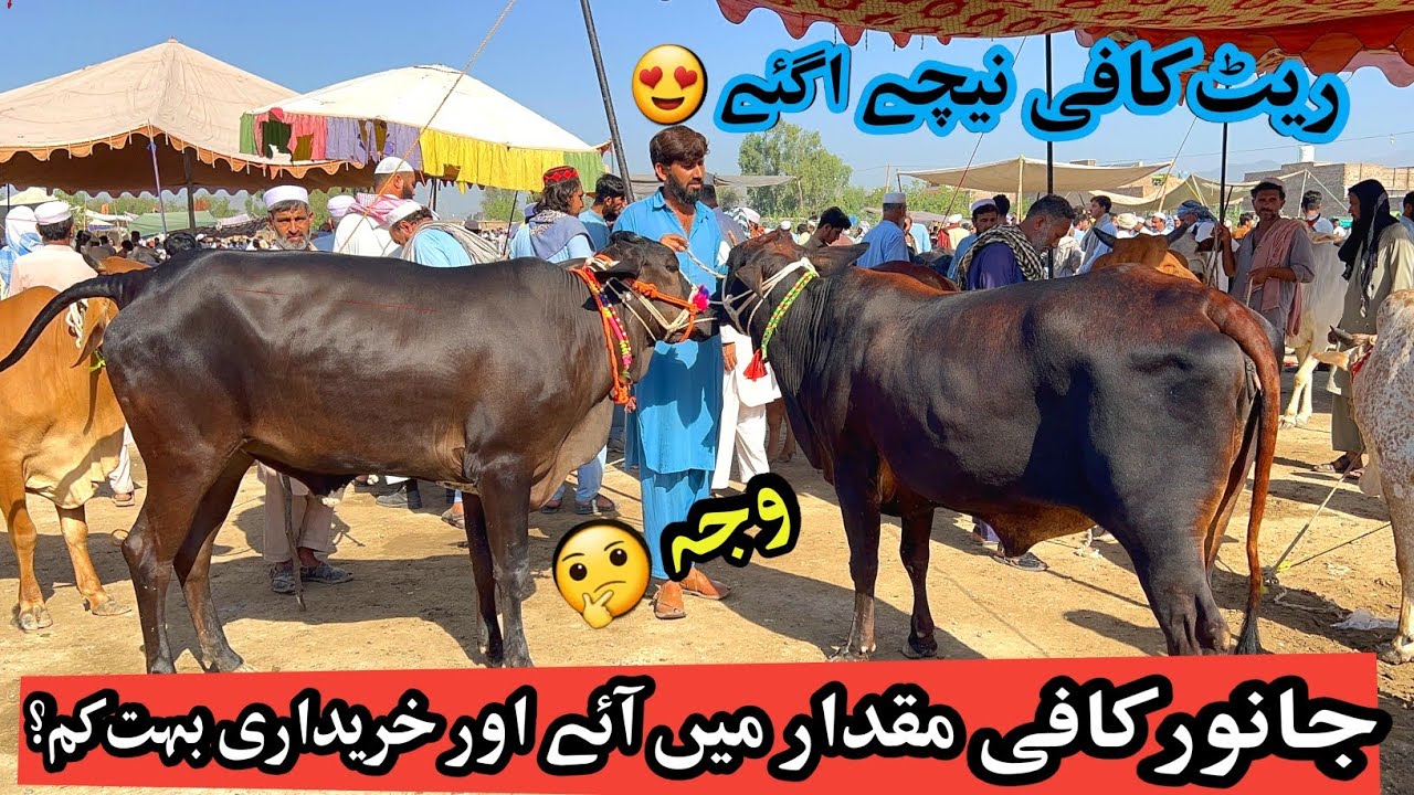 Today Kohat Biggest Cow Mandi Update | 2025 - Cow Mandi - Qurbani Janwar