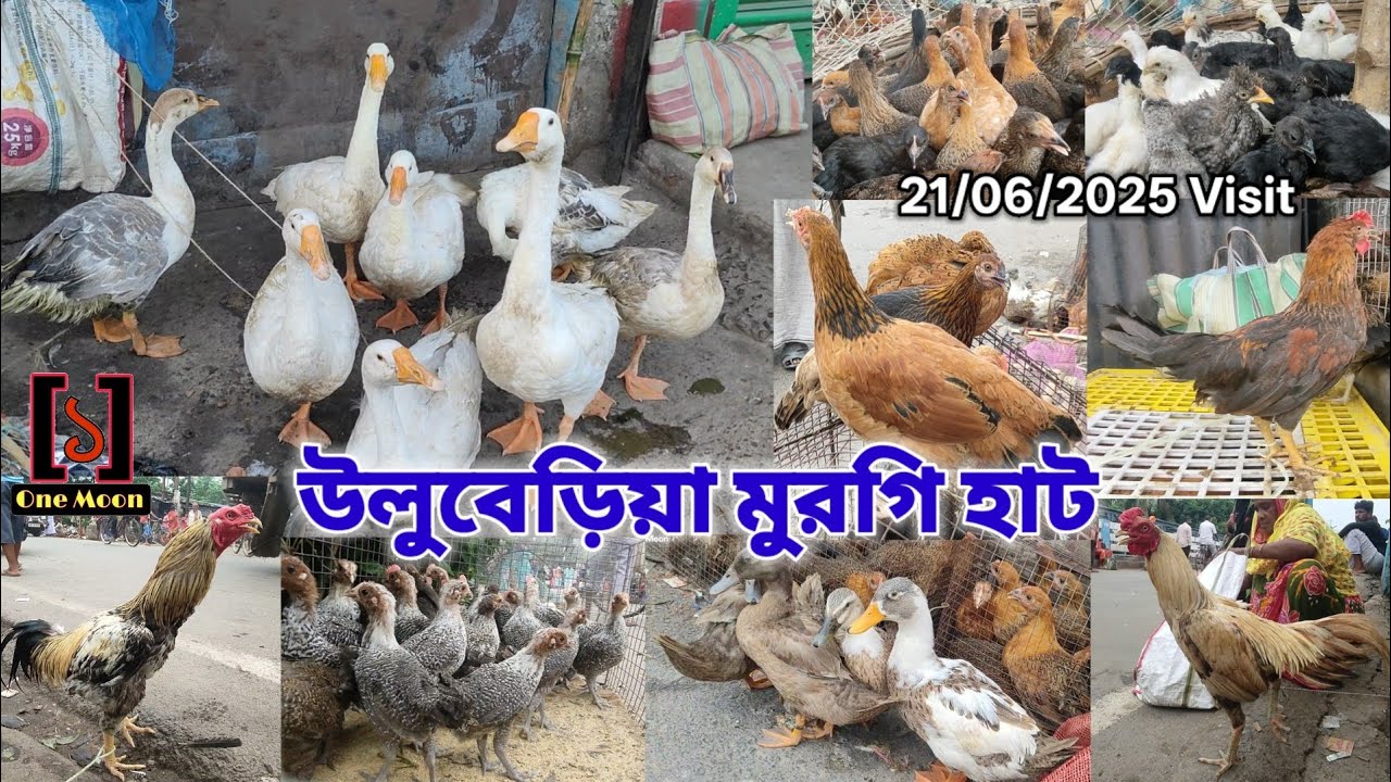 Uluberia Murgi Market | Current Exotic Murgi Price Update at Uluberia 21/06/2025 Visit  | @One Moon