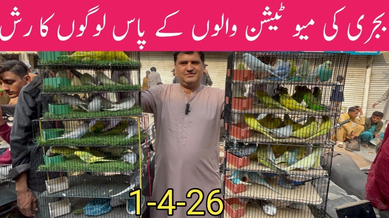 Birds Market Lalukhet Sunday Video Latest Update 4-1-26 Market Me Birds Saari Variet Maojood