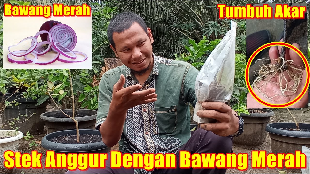 Cara Stek Batang Anggur Dengan Bawang Merah