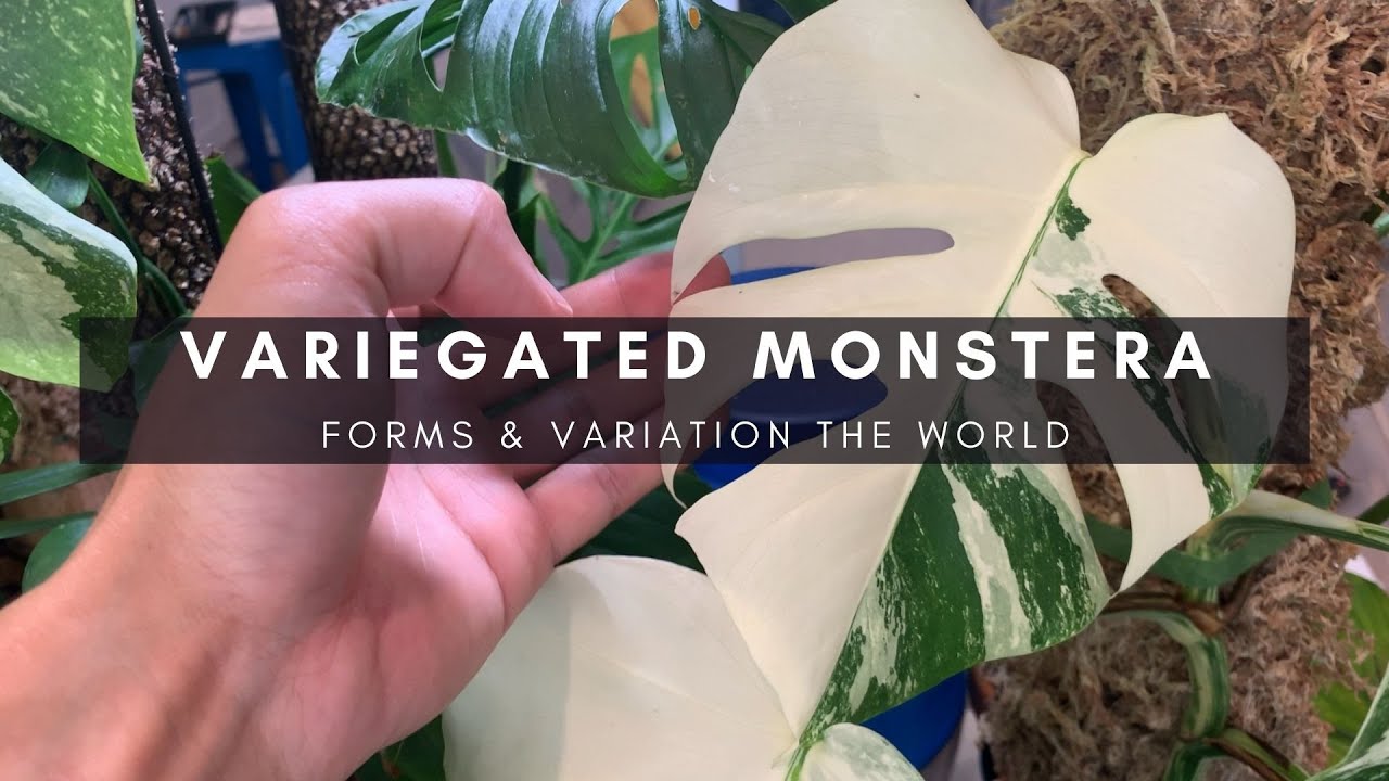 Variegated Monstera Albo Borsigiana Size & Variegation Around the World | Rare Houseplants | Ep 15