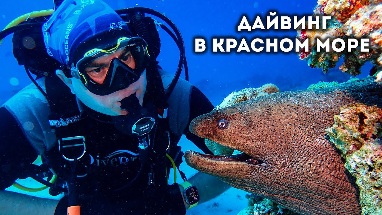 🤿 Дайвинг в Красном море (Gota Abu Ramada & MS Balena)
