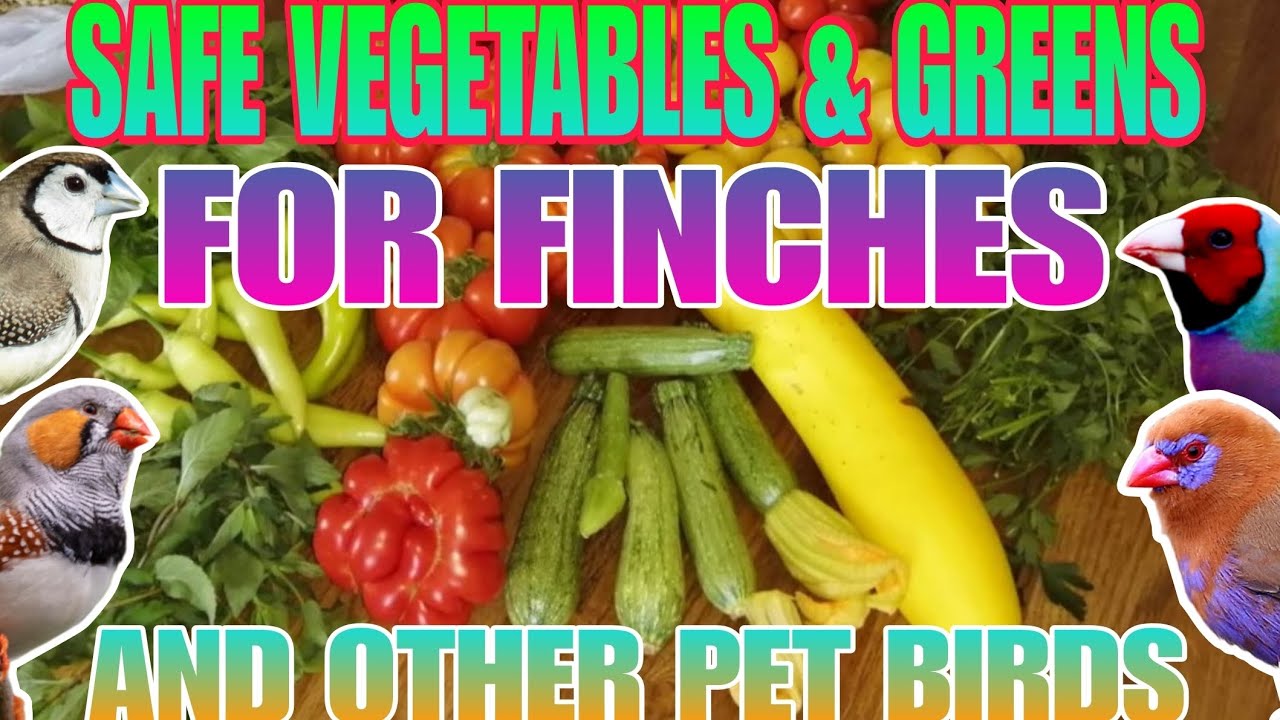 Safe Vegetables for pet birds to eat