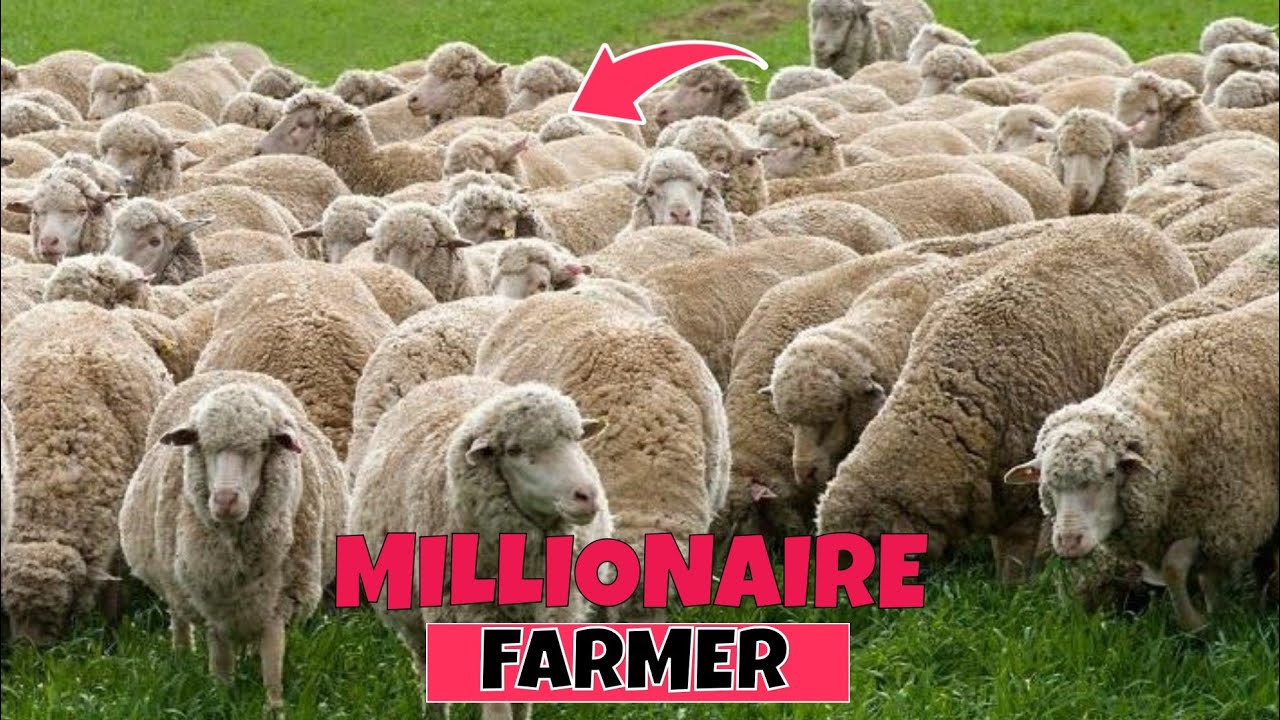 How Quickly His SHEEP Farm Multiply From 3 To 200 Sheeps | Management, Feeding & Treatment