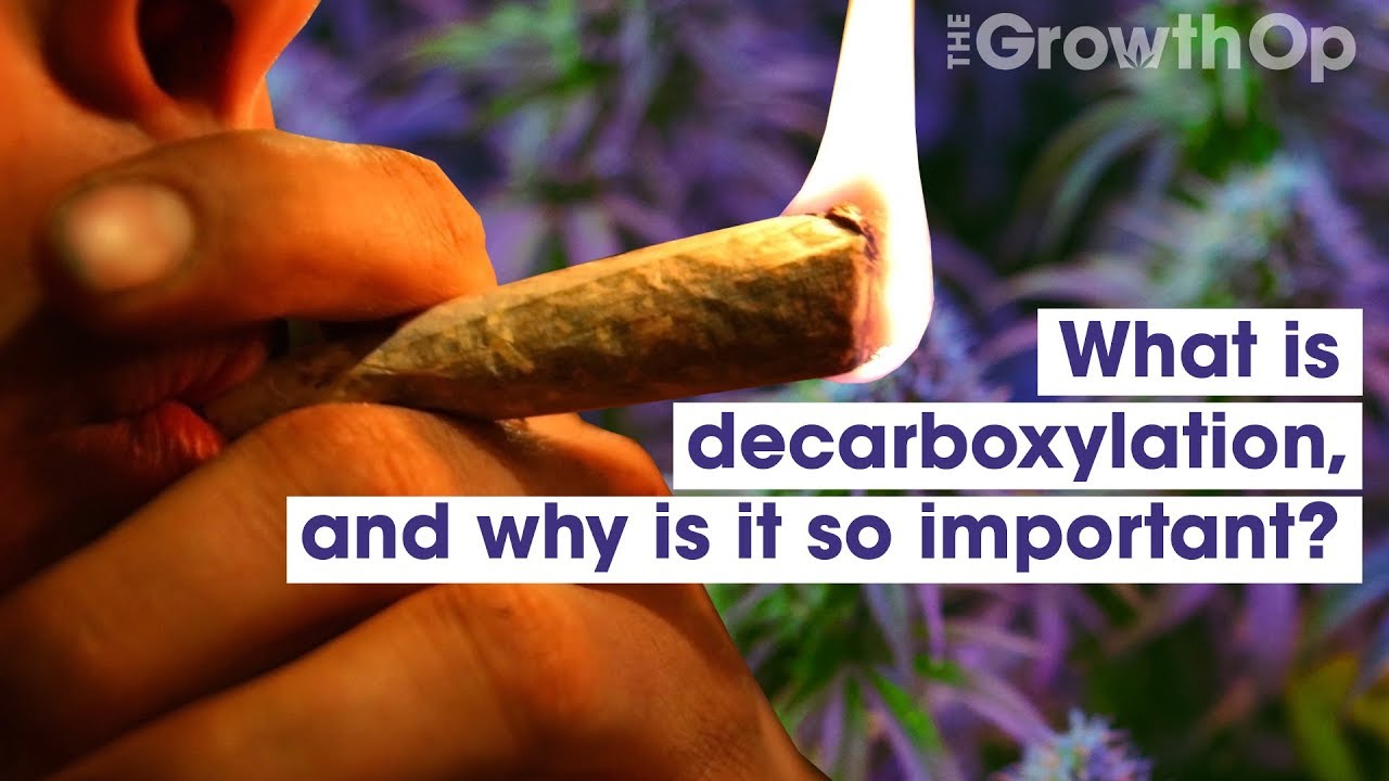 Что такое декарбоксилирование и почему оно так важно? | Weed Easy