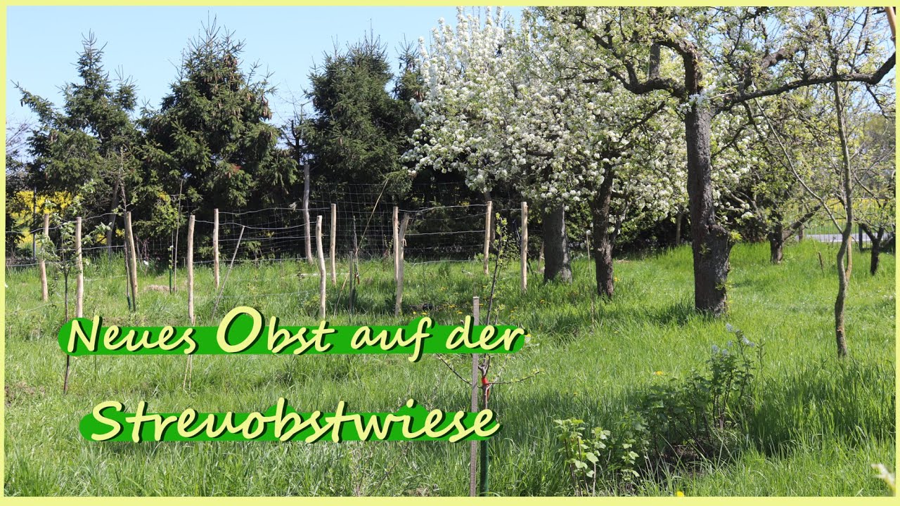 Projekt Streuobstwiese SORTEN die wir gepflanzt haben