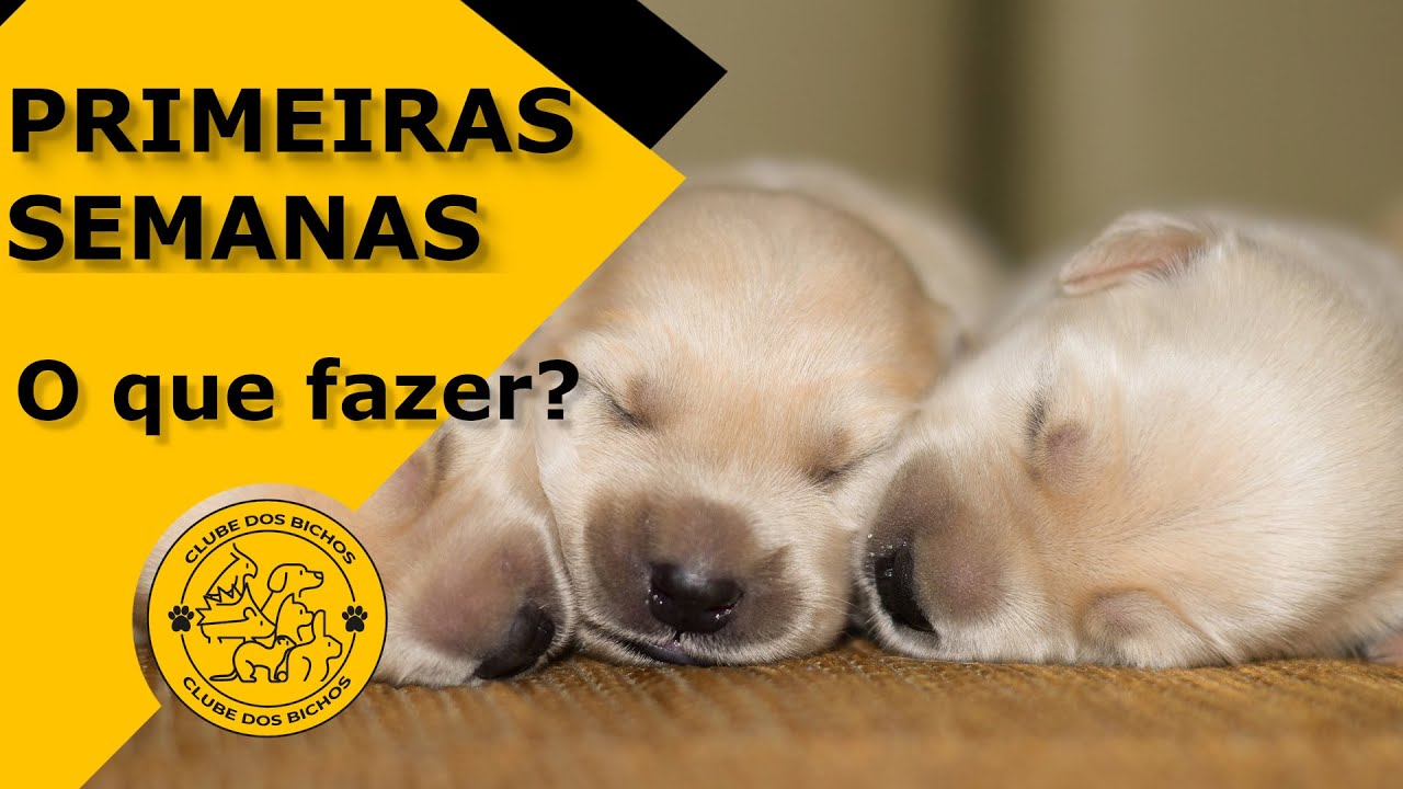 CUIDAR DE FILHOTE de cachorro e de gato: alimentação e cuidado nas primeiras semanas [RECÉM-NASCIDO]