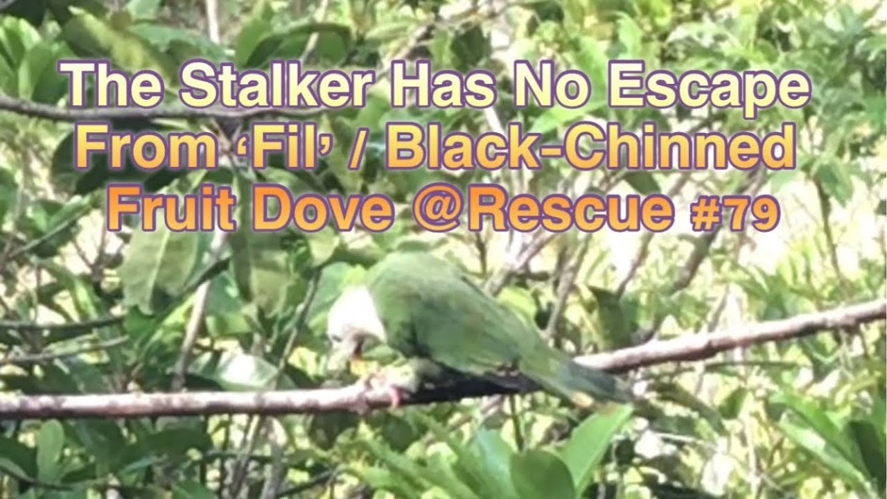 The Stalker Has No Escape From &lsquo;Fil&rsquo; @Rescue #78