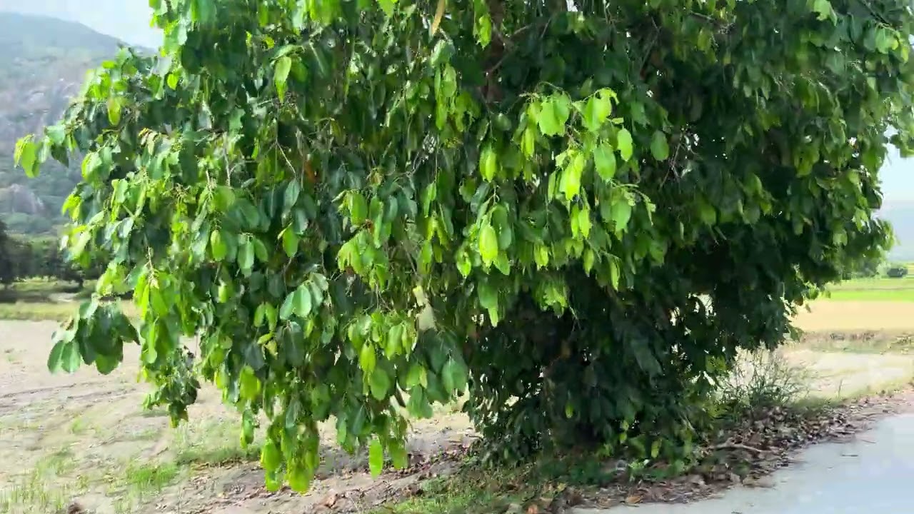 ទេសភាព ស្រុកស្រែខ្មែរក្រោម