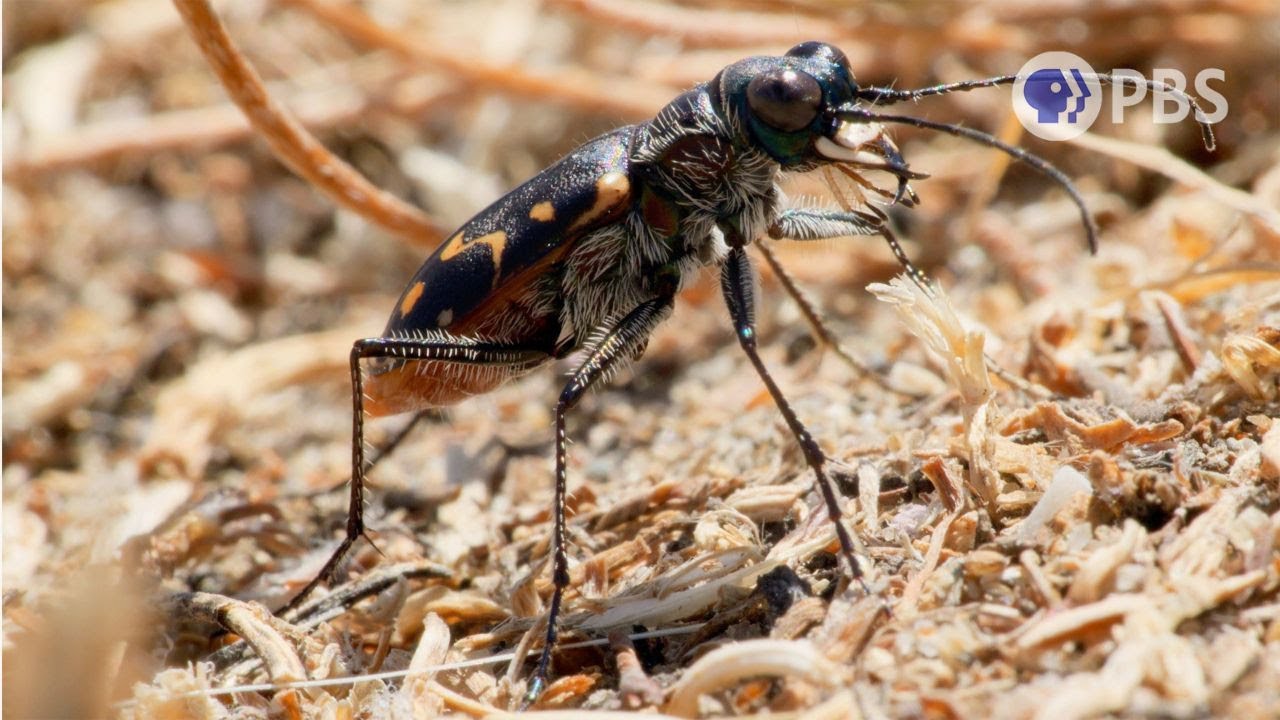 Tiger Beetles Bite First, Ask Questions Never | Deep Look