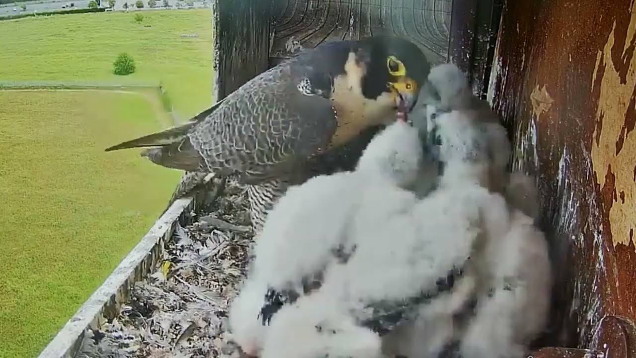 #falcon ep57 Review parent birds and baby birds in their nest, bird nest with beautiful nature