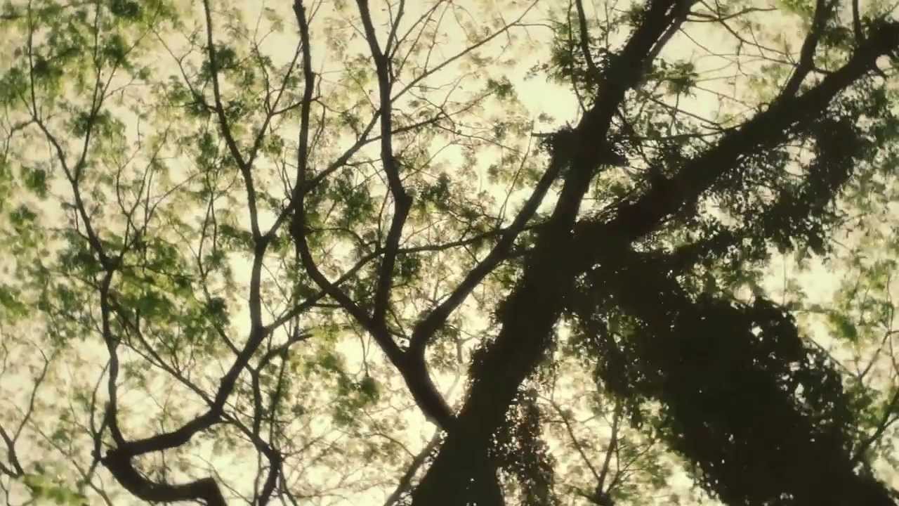 Ya No (VIDEO OFICIAL) - Ojo de Buey