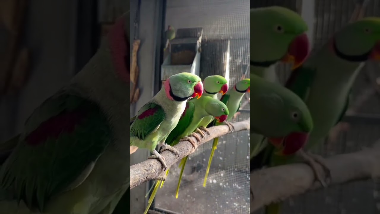 Green Parrots For Sale #parrot #parrottalking #birds #greenparrot #mrsohailpets