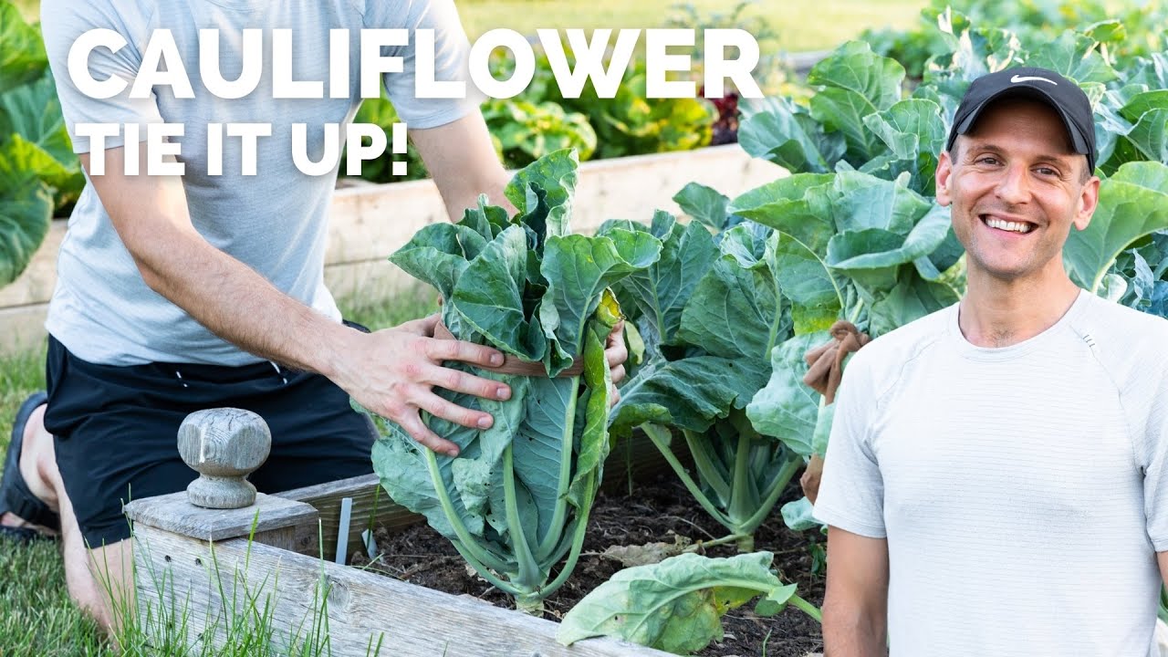 Cauliflower: You Need to Tie It Up!