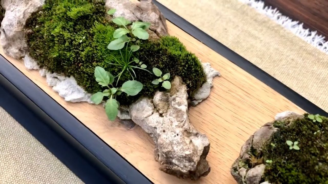 Wicking tabletop moss garden