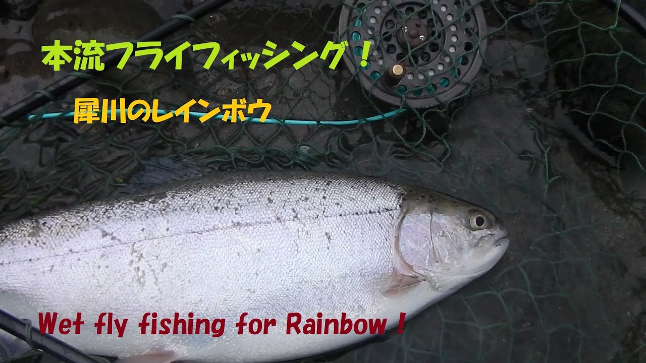 犀川ウエットの釣り！【フライフィッシング】Wet fly fishing for Rainbowtrout!
