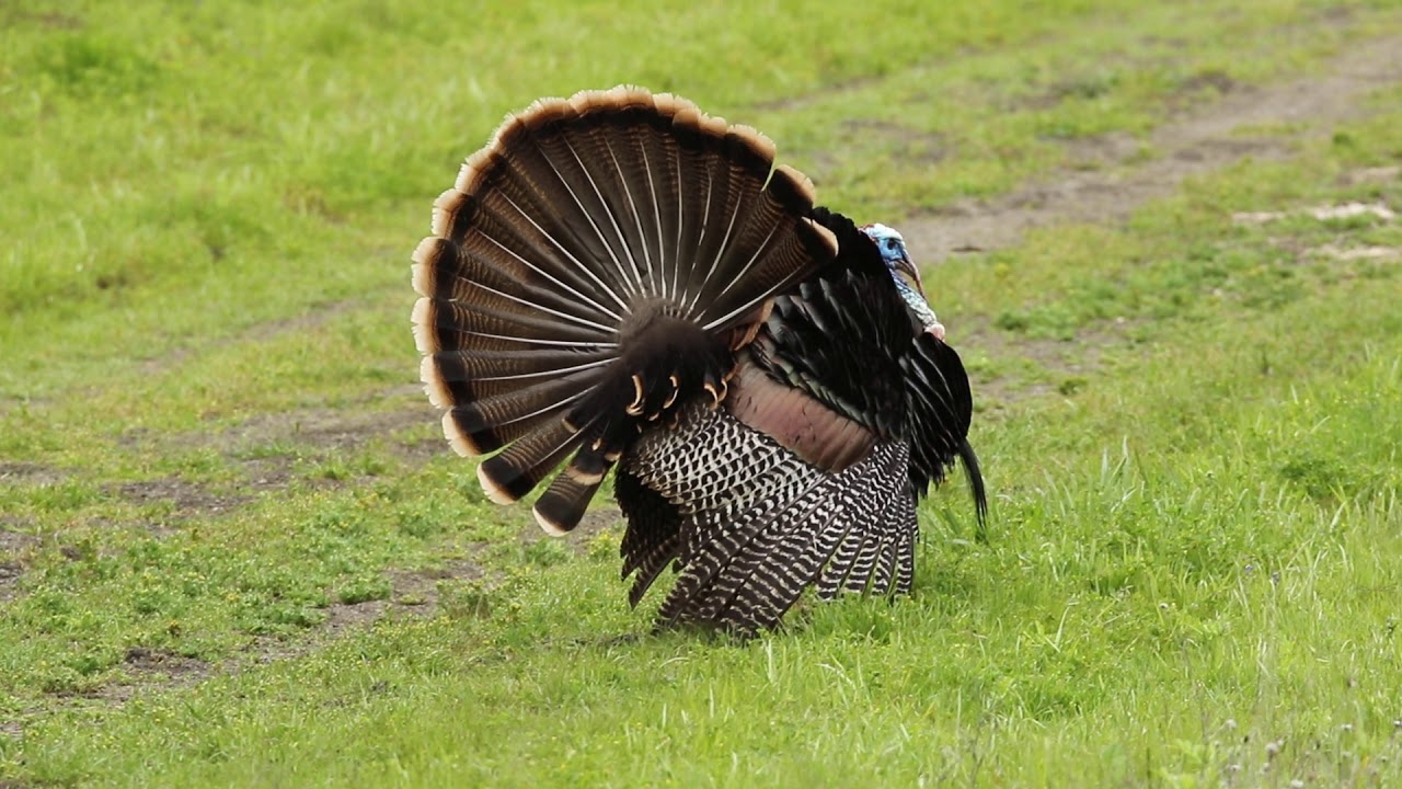 More Wild Turkey Drumming!