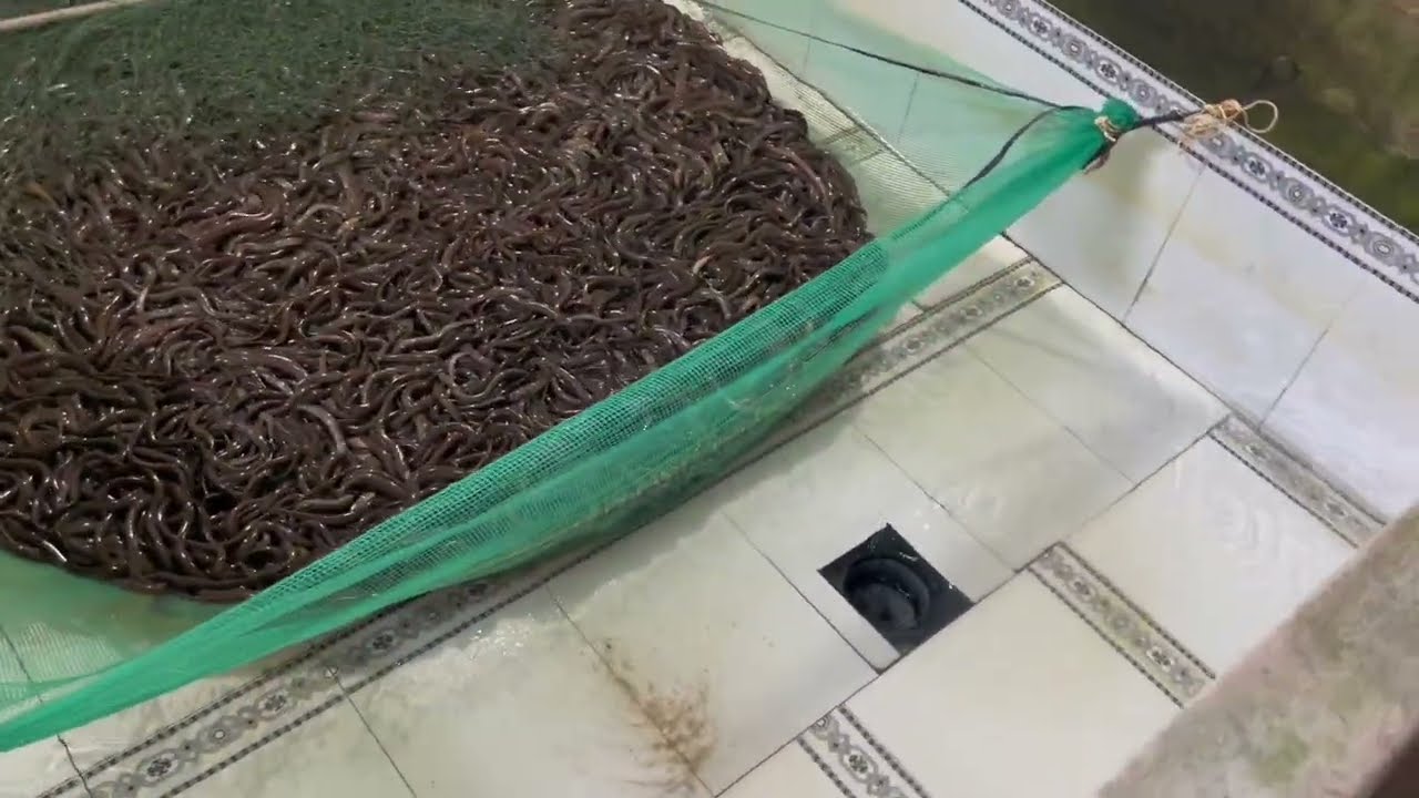 LƯƠN 4 THÁNG , THẢ LƯƠN RA KHỎI MÙNG LƯỚI!