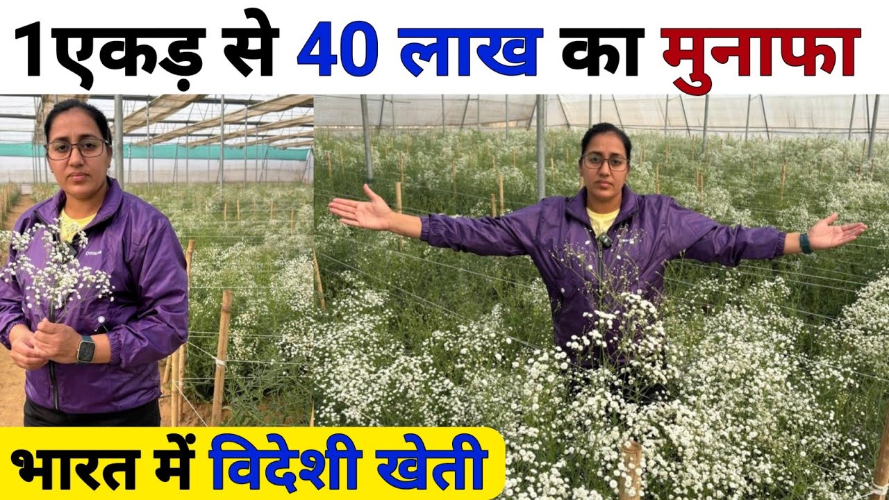 India में विदेशी खेती से करोड़ों का मुनाफा | Agriculture Business ideas | Gypsophila flower ki kheti