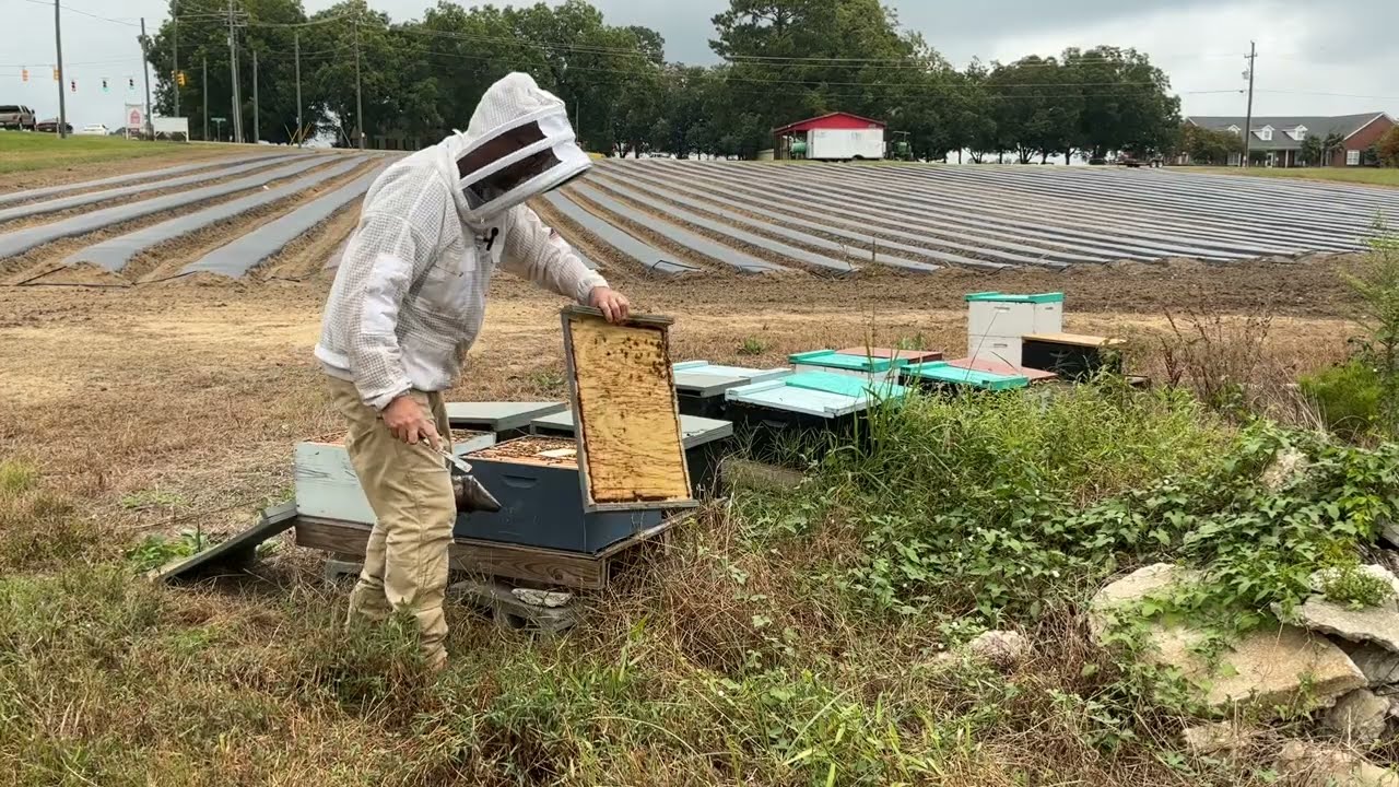 I Told My Bees - Telling The Bees